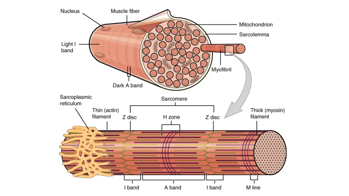 Detailed tissue bundle graphic mapping muscle fiber structures to show why strenuous workouts cause enzyme fluctuations and clarify what does high ALT mean on non-hepatic lab results.