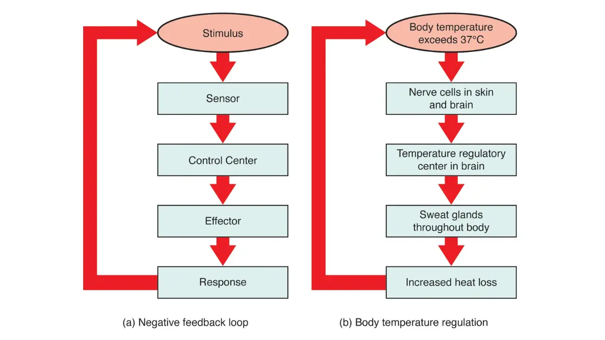 A physiological flowchart mapping a negative feedback loop, detailing how the body monitors and controls vital baselines during a prolonged fast.