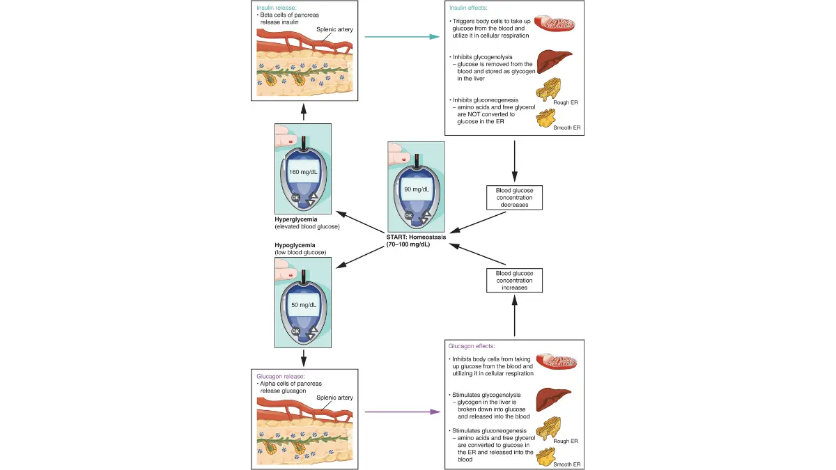 Anatomical feedback loop illustrating how fasting blood sugar homeostatic levels settle to a baseline for a CMP Test.