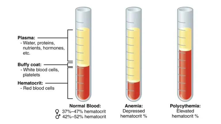 A medical illustration demonstrating blood composition and layers after centrifugation to help patients learn how to read CBC results.