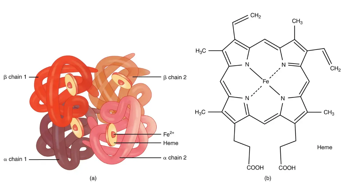 Vector diagram showing alpha and beta globin chains of a hemoglobin molecule with iron callouts for users studying how to read CBC results.