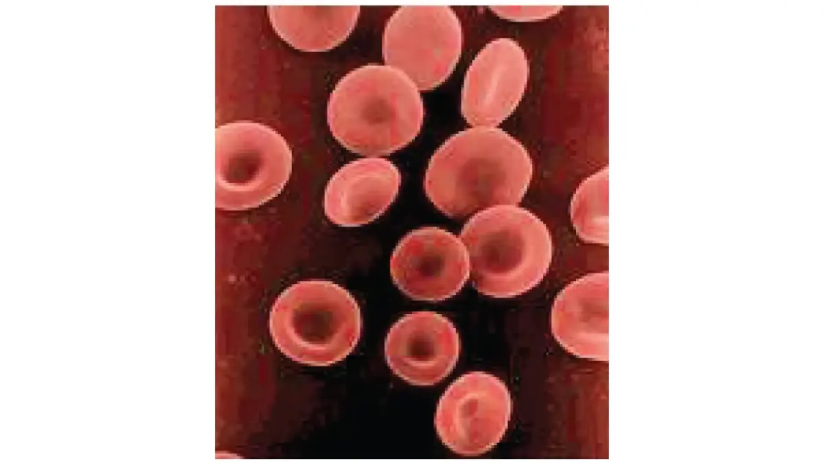 Medical vector diagram displaying the side profile and top-down shape of biconcave red blood cells, useful when understanding how to read CBC results.