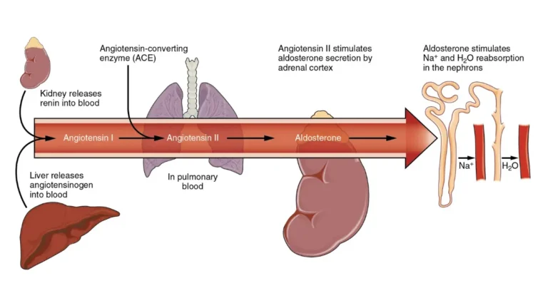 A physiological flow chart depicting the Renin-Angiotensin-Aldosterone pathway for sodium balance to contextualize how to read cmp results.