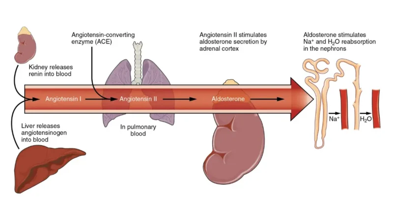 A physiological flow chart depicting the Renin-Angiotensin-Aldosterone pathway for sodium balance to contextualize how to read cmp results.