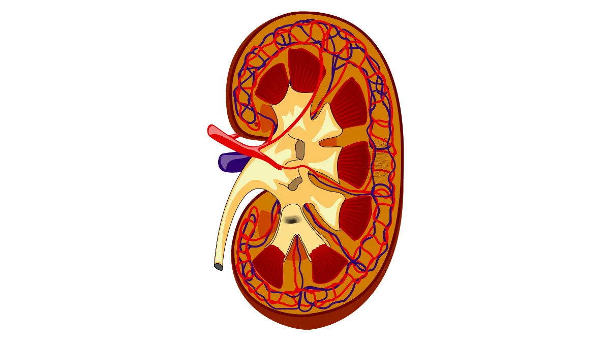 An intricate vector illustration demonstrating a cross-section of a human kidney to illustrate the physiological structures behind Abnormal CMP Results.