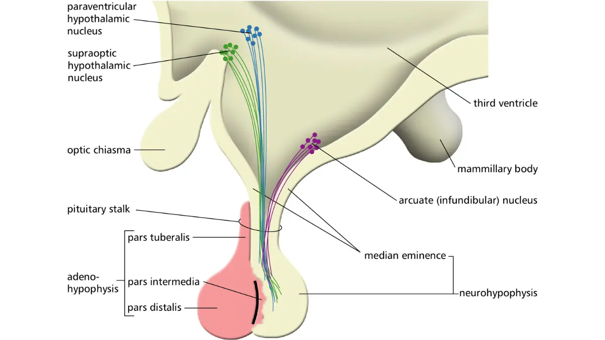 Labeled anatomical vector drawing of the human hypothalamus and pituitary gland structure, outlining the site responsible for hormone imbalances in low sodium causes.