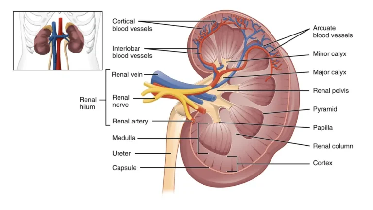 Frontal cross-section graphic of the internal human kidney structures responsible for filtering waste products monitored by CMP components.