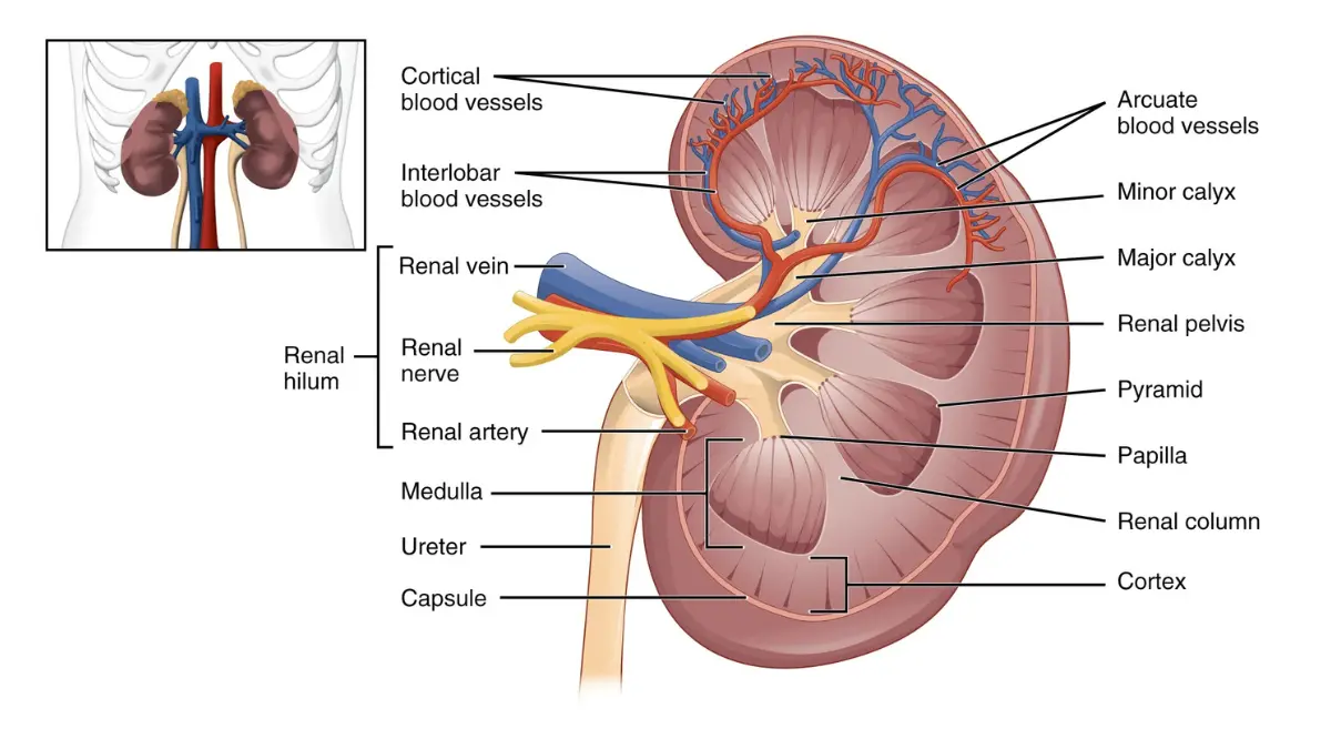 Frontal cross-section graphic of the internal human kidney structures responsible for filtering waste products monitored by CMP components.