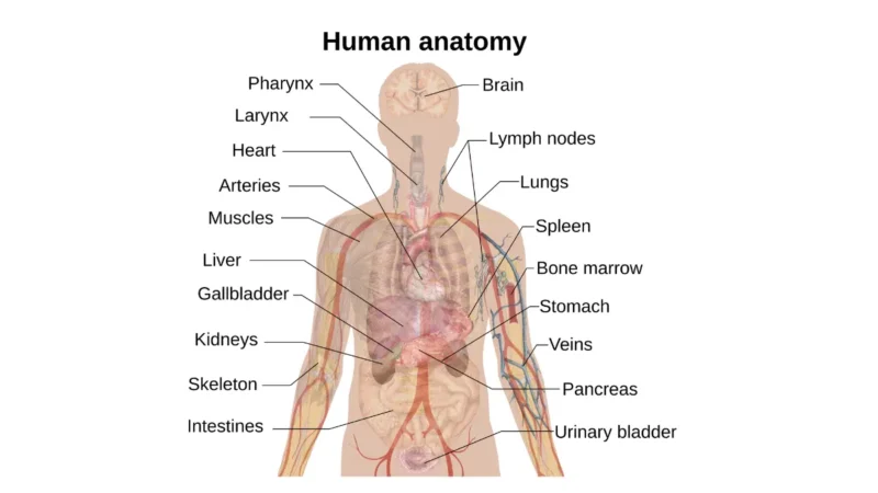Labeled anatomy vector schematic of human internal organs, highlighting the metabolic centers assessed during a Lab CMP.