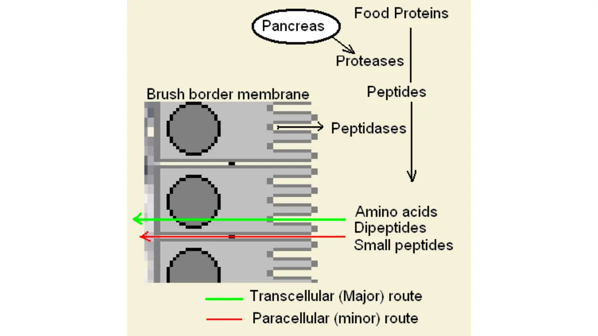 A biological pathway graphic explaining intestinal protein breakdown and amino acid absorption deficiencies linked to low albumin.