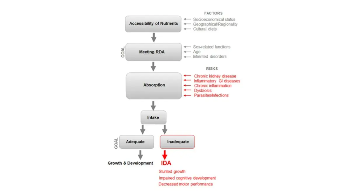 A clinical flowchart detailing the biological mechanisms and developmental pathways that lead to iron deficiency and subsequent low hemoglobin.