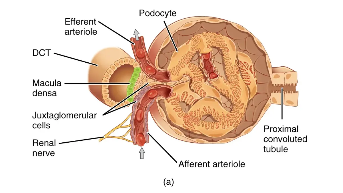 An anatomical vector schematic highlighting the microscopic structure of a kidney glomerulus used to assess renal clearance and Abnormal CMP Results.