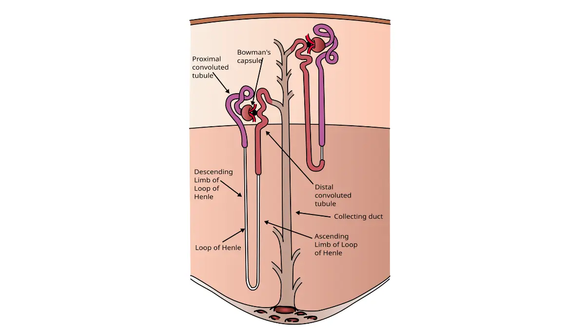 High-resolution vector diagram of a microscopic kidney nephron illustrating the active ion exchange pathways monitored by CMP components.