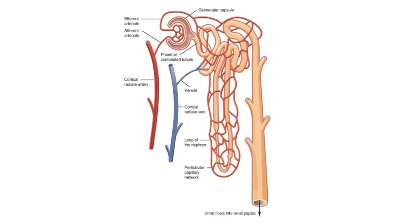 Anatomical diagram of a kidney nephron and glomerulus capillary bed filtering chemical metabolic waste products measured in a CBC vs BMP comparison.