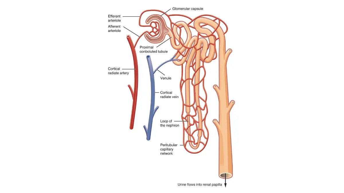 Anatomical diagram of a kidney nephron and glomerulus capillary bed filtering chemical metabolic waste products measured in a CBC vs BMP comparison.