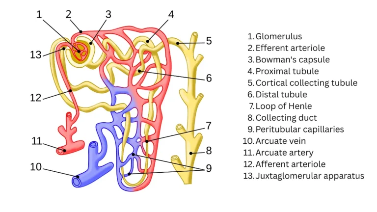 A medical vector diagram illustrating a human nephron's filtration structures, showing how creatinine clearance impacts the calculated eGFR and the typical adult CMP normal range.