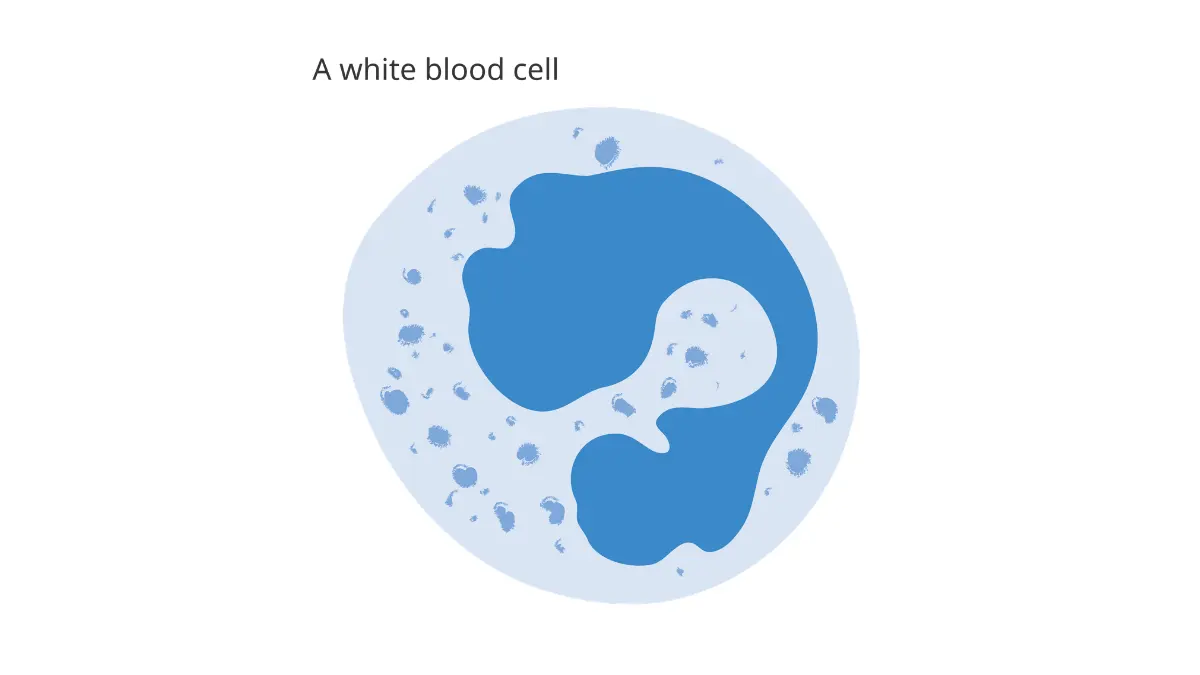 A medical anatomy vector diagram of a leukocyte structure, useful for understanding how individual cells are counted in a CBC Differential.