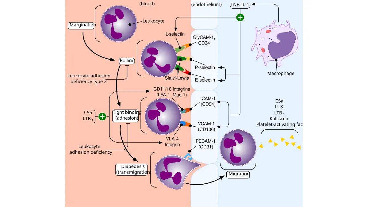 A detailed vector diagram of leukocyte extravasation, showing how white blood cells respond to infection, relevant for assessing an abnormal CBC count.