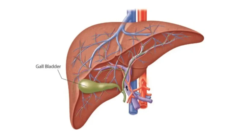 Labeled medical diagram showing the anatomical position of the gallbladder and hepatic structures, critical for tracking abnormal liver markers on a comprehensive metabolic panel.