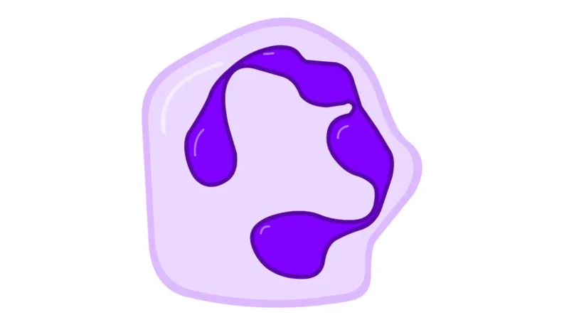 A medical vector illustration of a healthy human neutrophil white blood cell, highlighting the structural anatomy relevant to patients tracking Low Neutrophils.