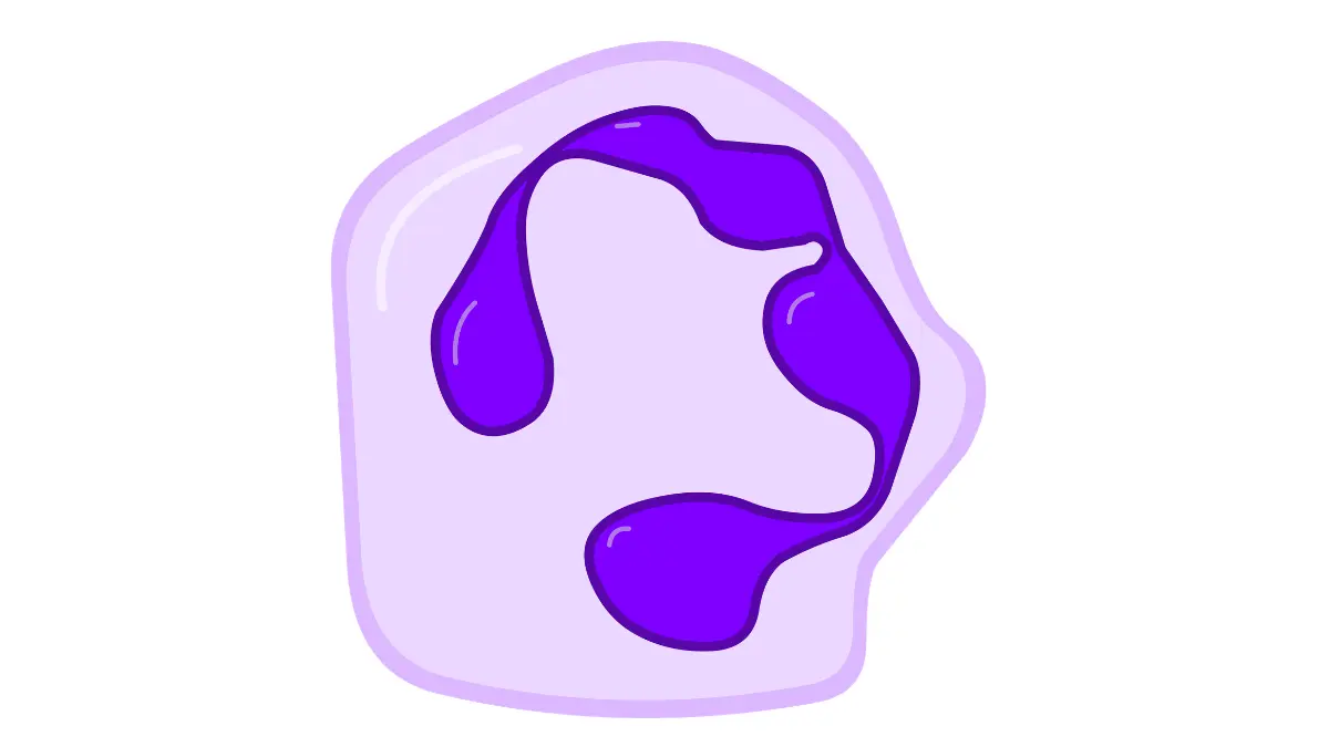 A medical vector illustration of a healthy human neutrophil white blood cell, highlighting the structural anatomy relevant to patients tracking Low Neutrophils.