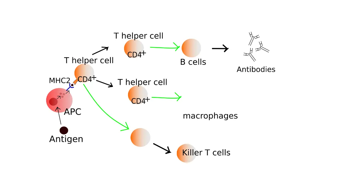 A medical vector diagram explaining the activation process of adaptive immune cells tracked by a CBC Differential.
