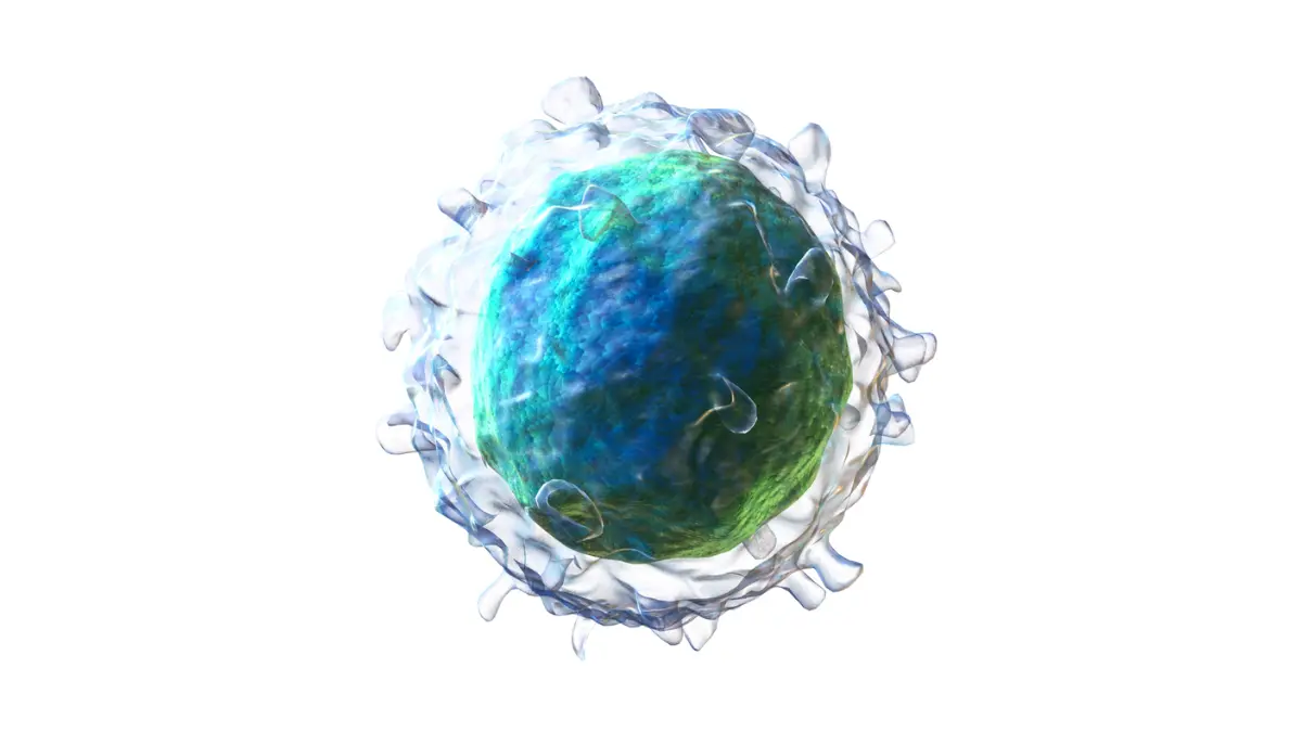 High-resolution 3D anatomy vector model of a human lymphocyte cell evaluated on a CBC Differential.