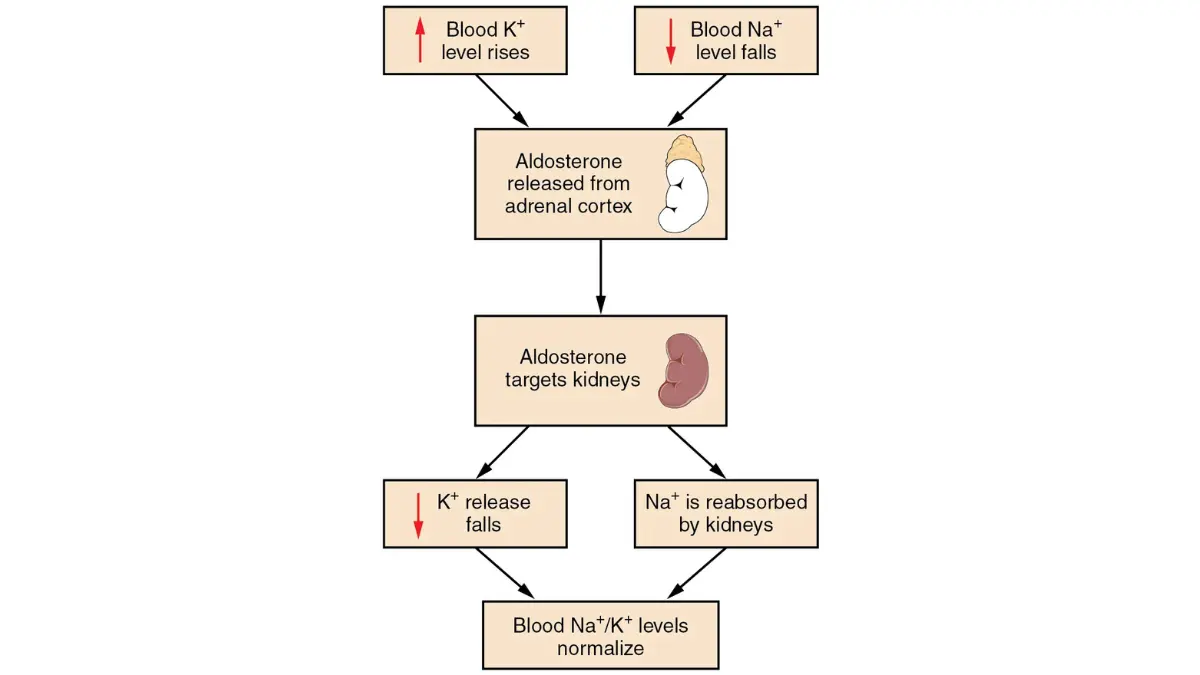 Plasma electrolyte chart listing sodium, potassium, and chloride tested during a fast for a BMP.