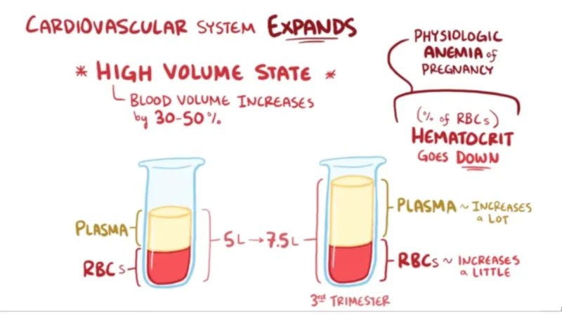 Medical vector infographic detailing maternal blood plasma expansion and its relationship to CBC normal ranges in pregnancy.