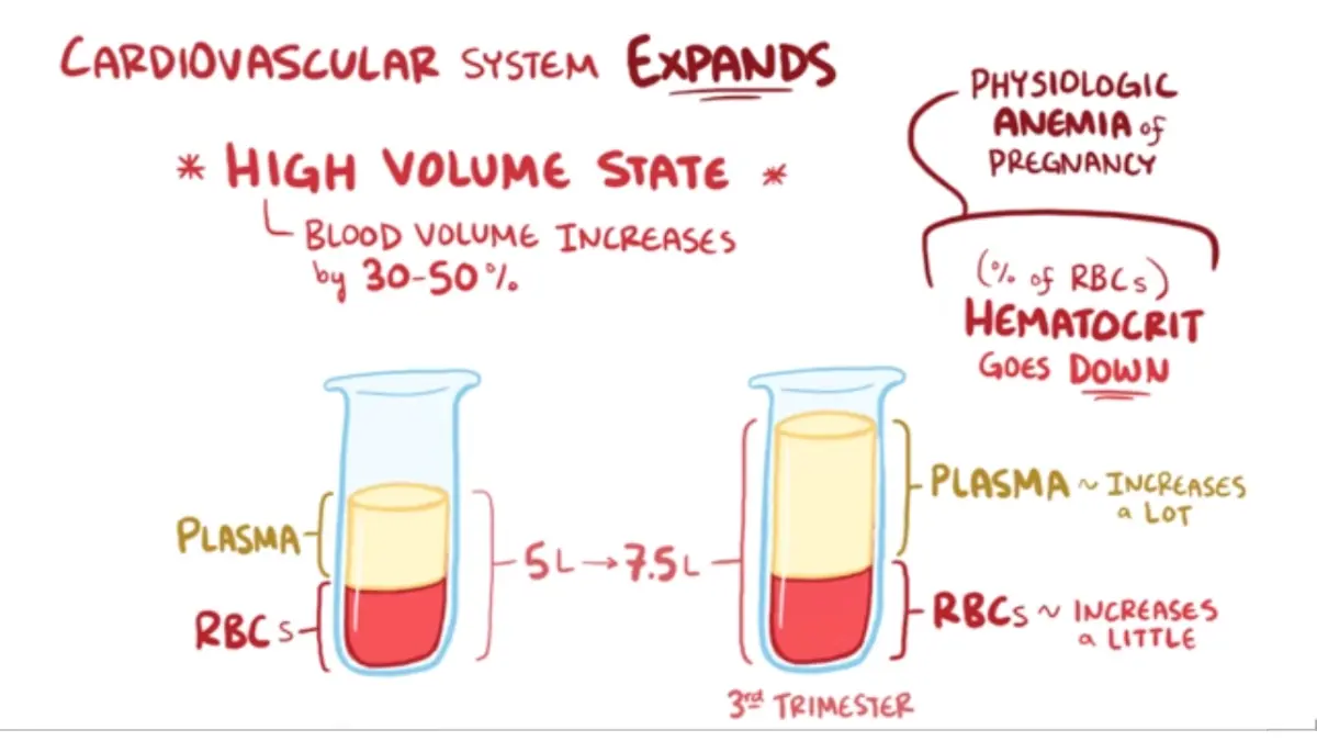 Medical vector infographic detailing maternal blood plasma expansion and its relationship to CBC normal ranges in pregnancy.