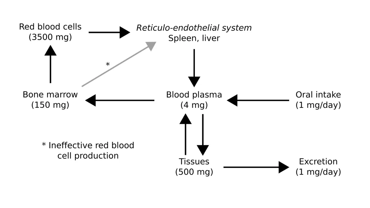 A medical vector flow map illustrating iron metabolism pathways causing a low MCV blood test.