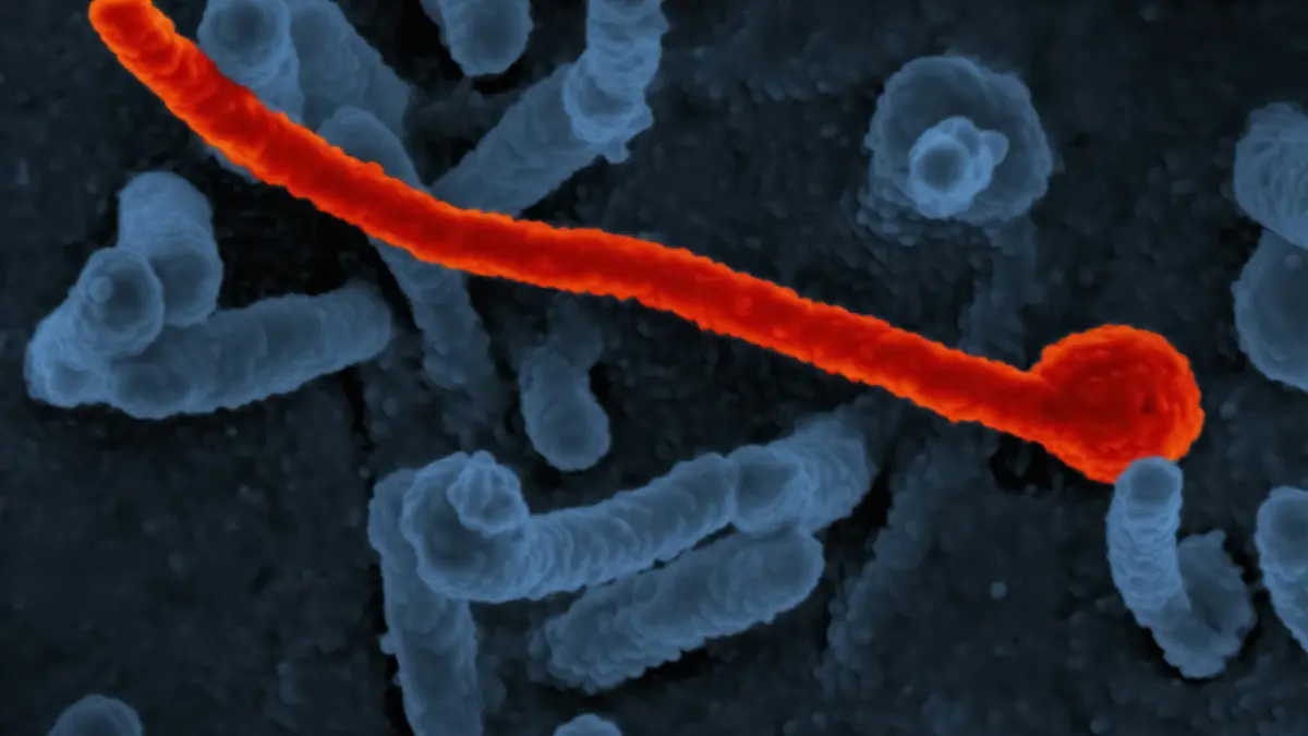 A high-resolution medical isolate of a mature red blood cell explaining normocytic anemias on an MCV blood test.