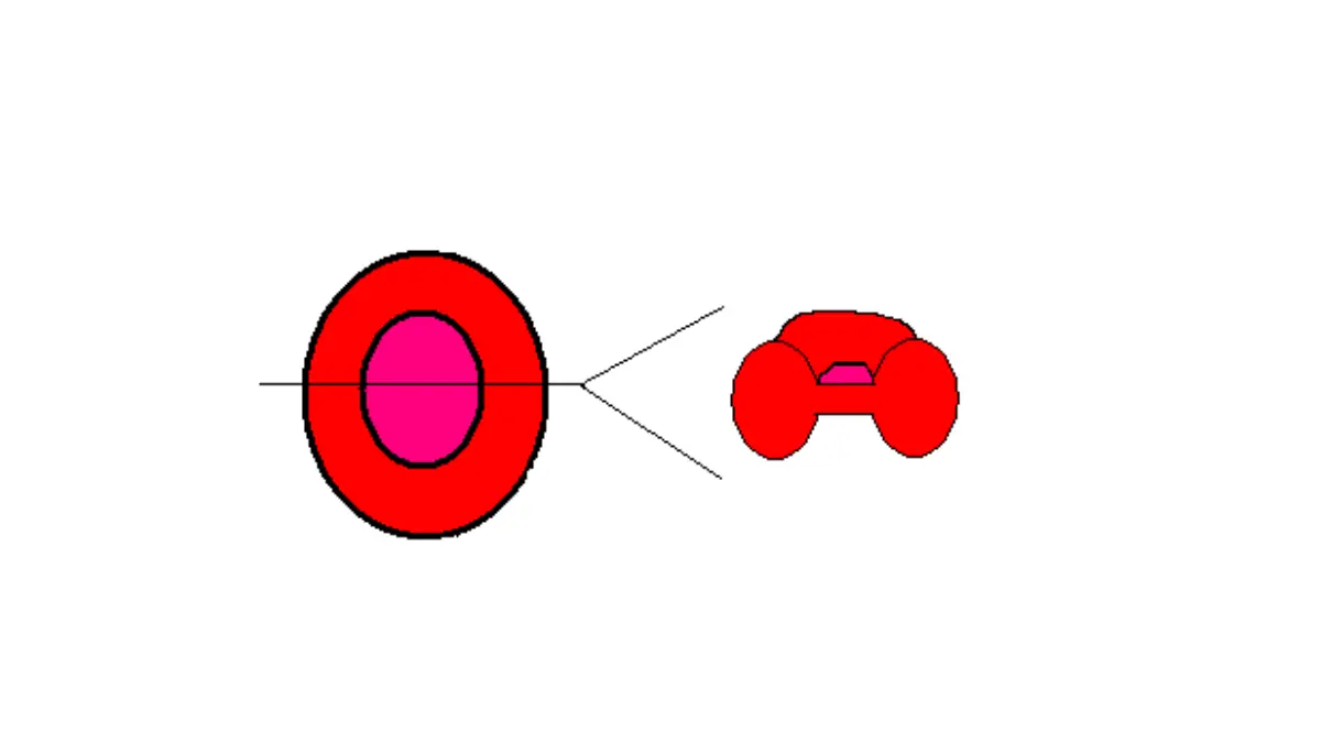 Anatomical diagram showing the top view and dumbbell cross-section of a cell measured in an MCV blood test.