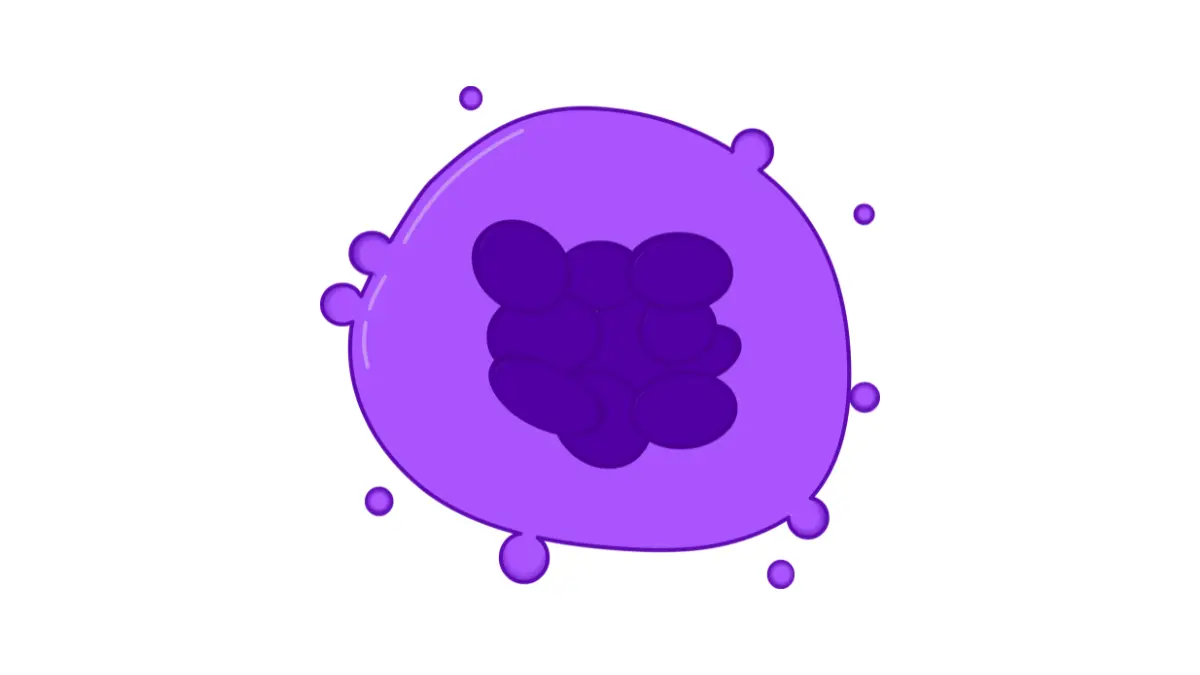 Cellular anatomy vector diagram illustrating how a large bone marrow megakaryocyte breaks apart to form individual platelets, a process compromised in underproduction-related low platelet count.