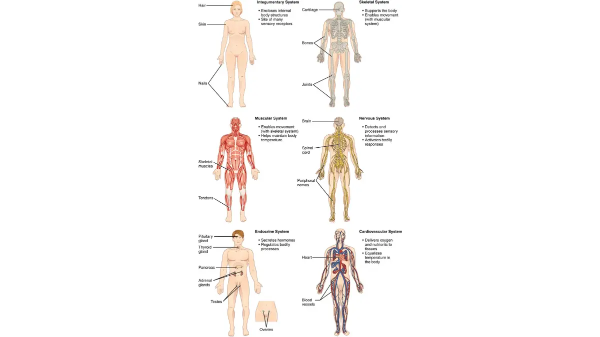 Vector diagram of the human digestive and urinary organ systems tested during a routine CMP Test.