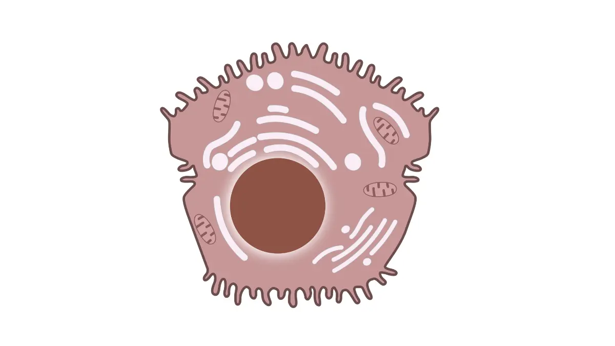 Microscopic vector schematic of an individual hepatocyte cell structure, illustrating where intracellular liver markers like ALT and AST leak when cell damage occurs.