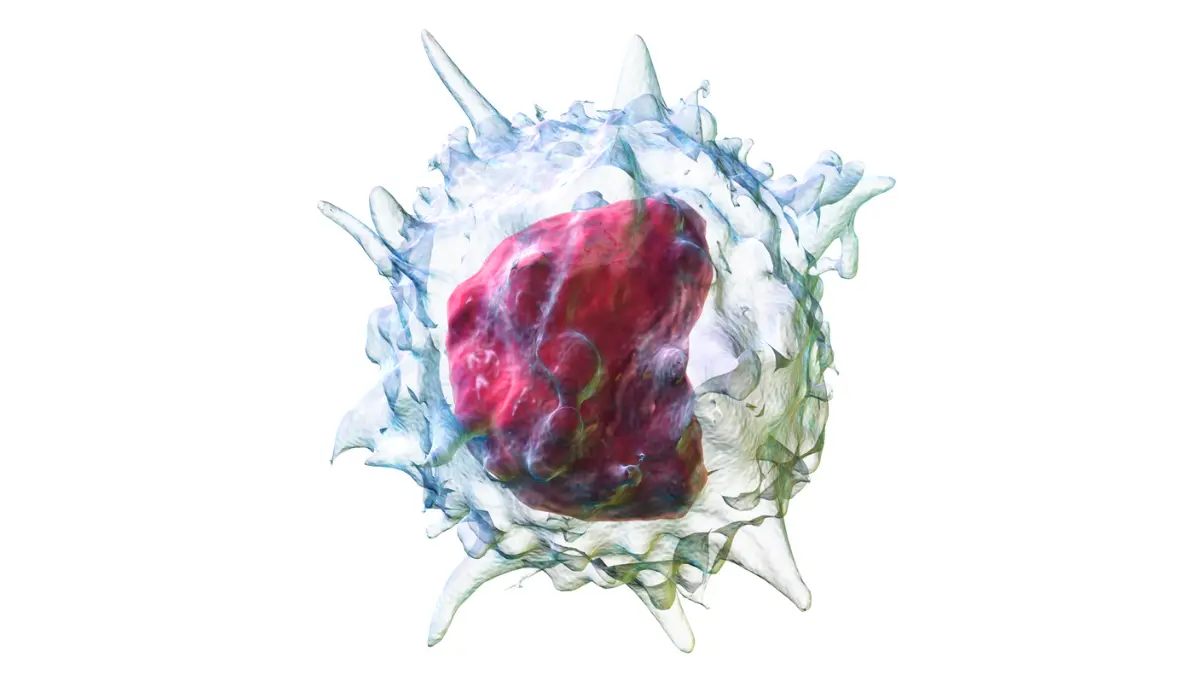 An anatomical vector illustration highlighting the horseshoe-shaped nucleus of a monocyte cell as tracked on a CBC Differential.