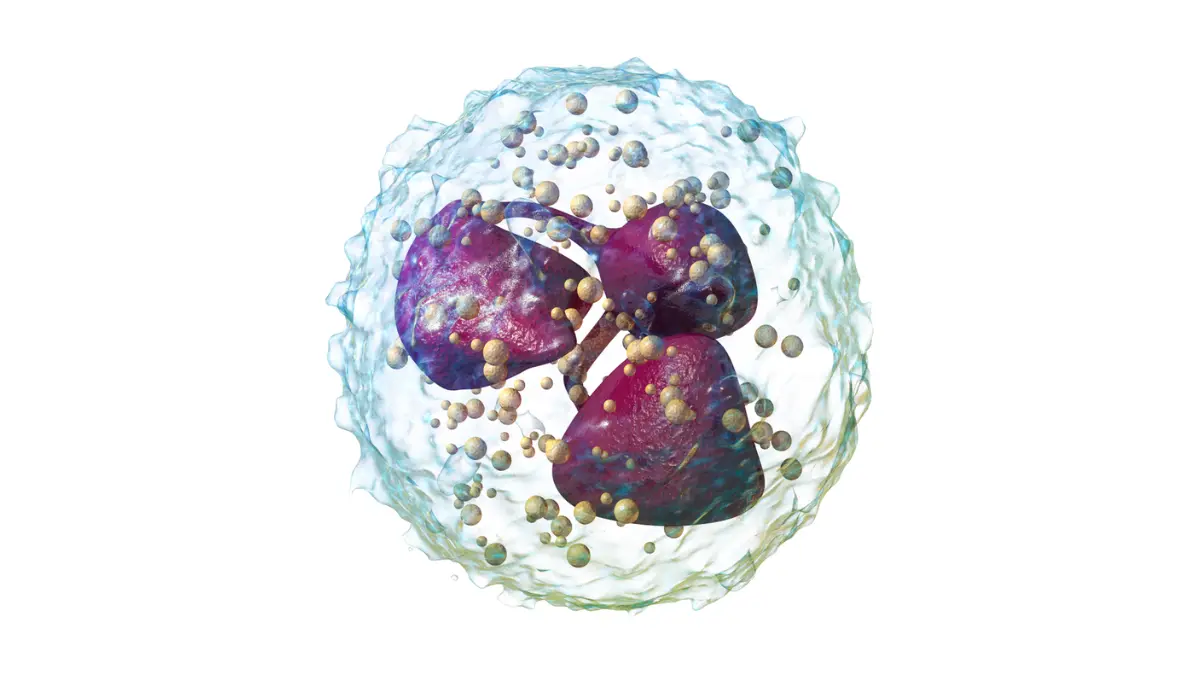 Medical illustration of a multi-lobed neutrophil cell responsible for reactive neutrophilia and a High White Blood Cell Count.