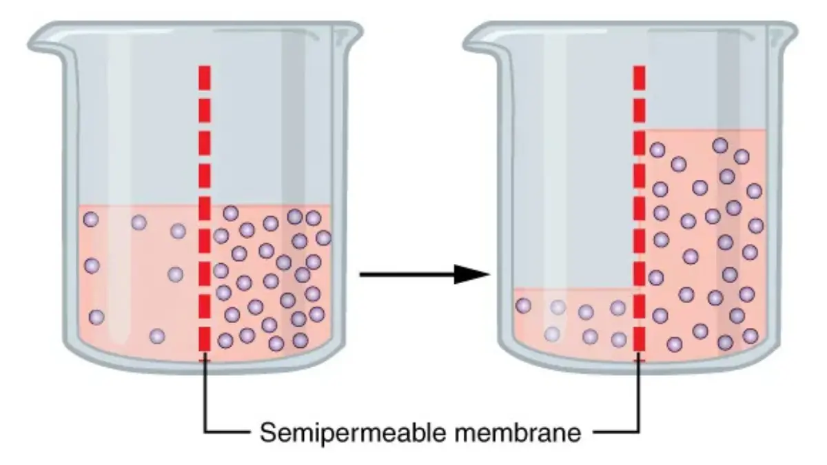 A medical vector diagram showing osmosis effects on red blood cells, reflecting critical fluid changes tracked during a BMP Blood Test.