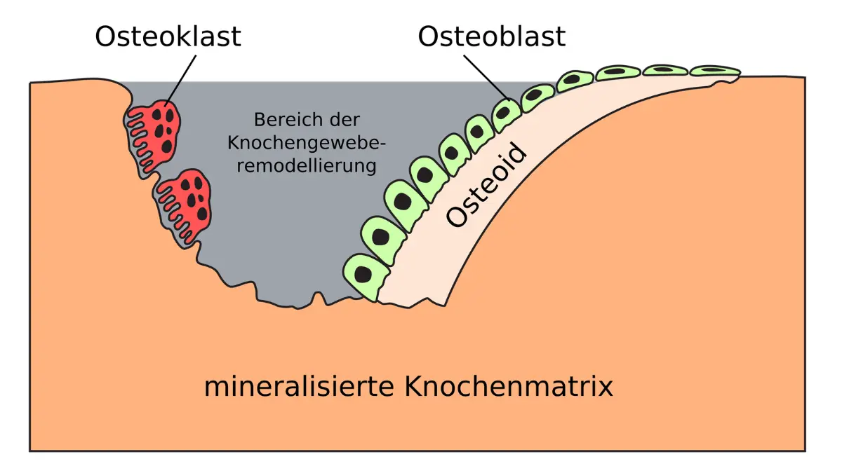 Minimalist vector schematic illustrating active osteoblasts building bone matrix, explaining natural chemical surges that sit outside the adult CMP normal range.