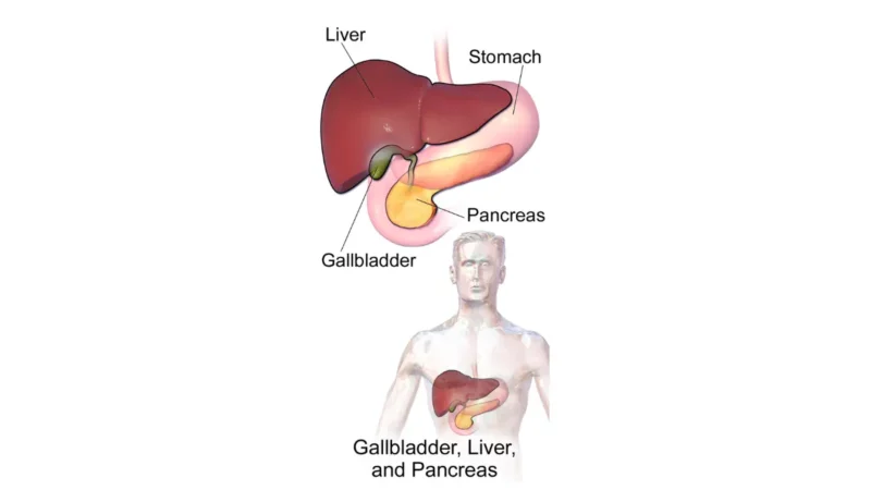 Structural diagram highlighting the liver, gallbladder, stomach, and pancreas, essential for understanding nutrient absorption and managing a pancreatic cancer diet.