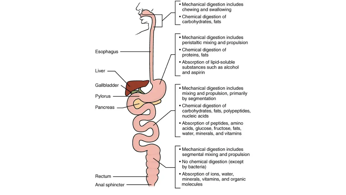 Medical chart mapping the chemical breakdown of nutrients within the small intestine, essential for coordinating enzymes and a pancreatic cancer diet.