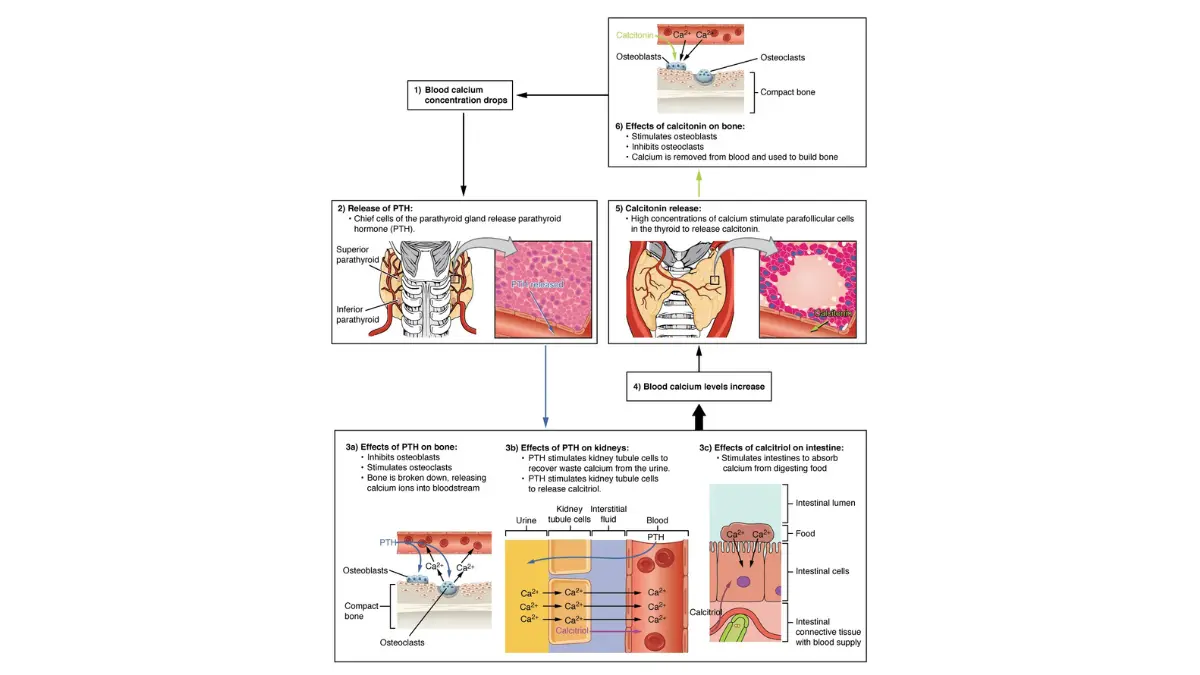 OpenStax medical feedback loop diagram tracking how parathyroid hormone controls calcium reabsorption relative to circulating Total Protein.