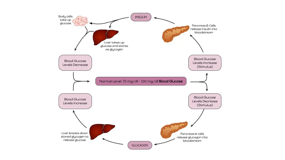A medical flow chart illustrating homeostatic blood sugar balance loops to help a parent understand blood tests when interpreting high fasting glucose results.