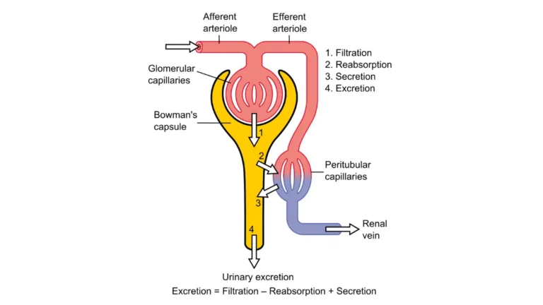A detailed medical illustration charting how the functional units of the kidney process waste products, helping a parent understand blood tests by showing how creatinine passes through filters.