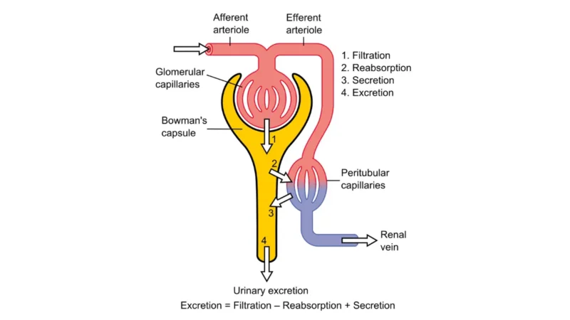 A detailed medical illustration charting how the functional units of the kidney process waste products, helping a parent understand blood tests by showing how creatinine passes through filters.