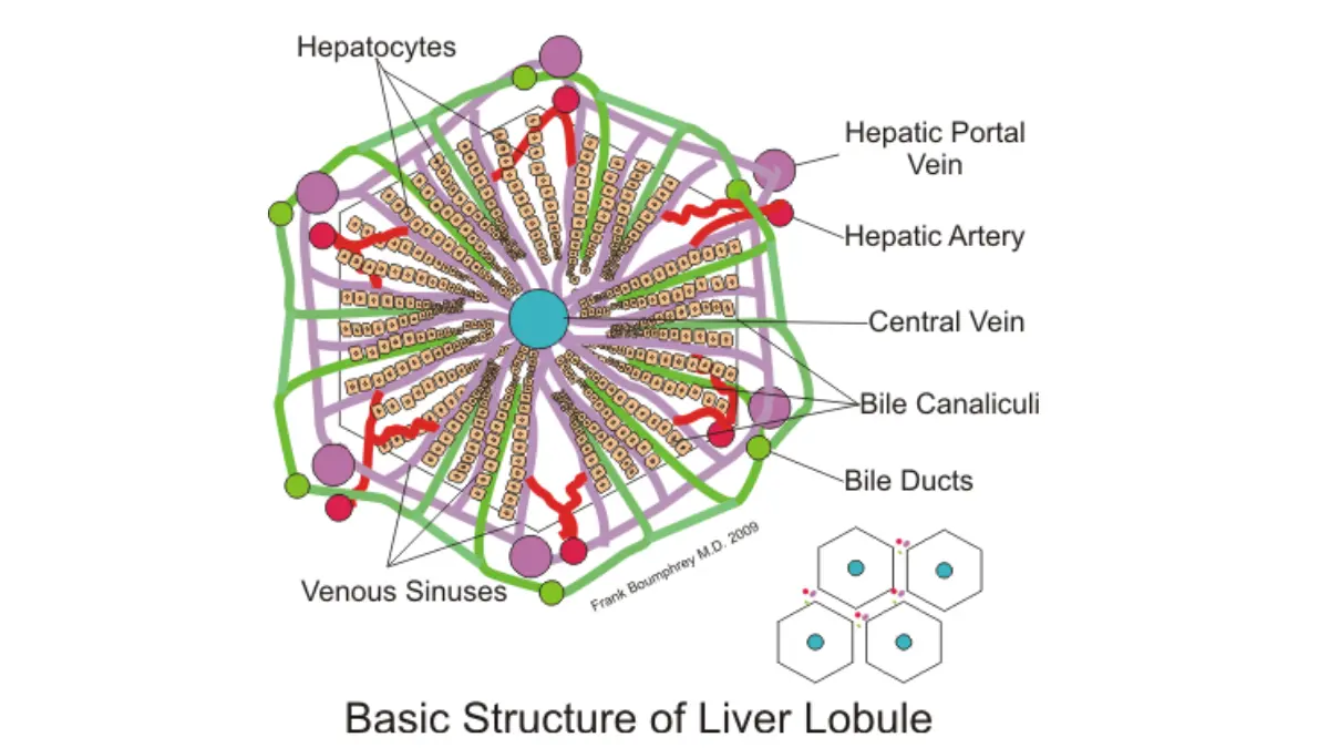 A vector schematic of liver lobule cellular architecture showing hepatic tissue layout to help a parent understand blood tests when liver enzymes fluctuate.