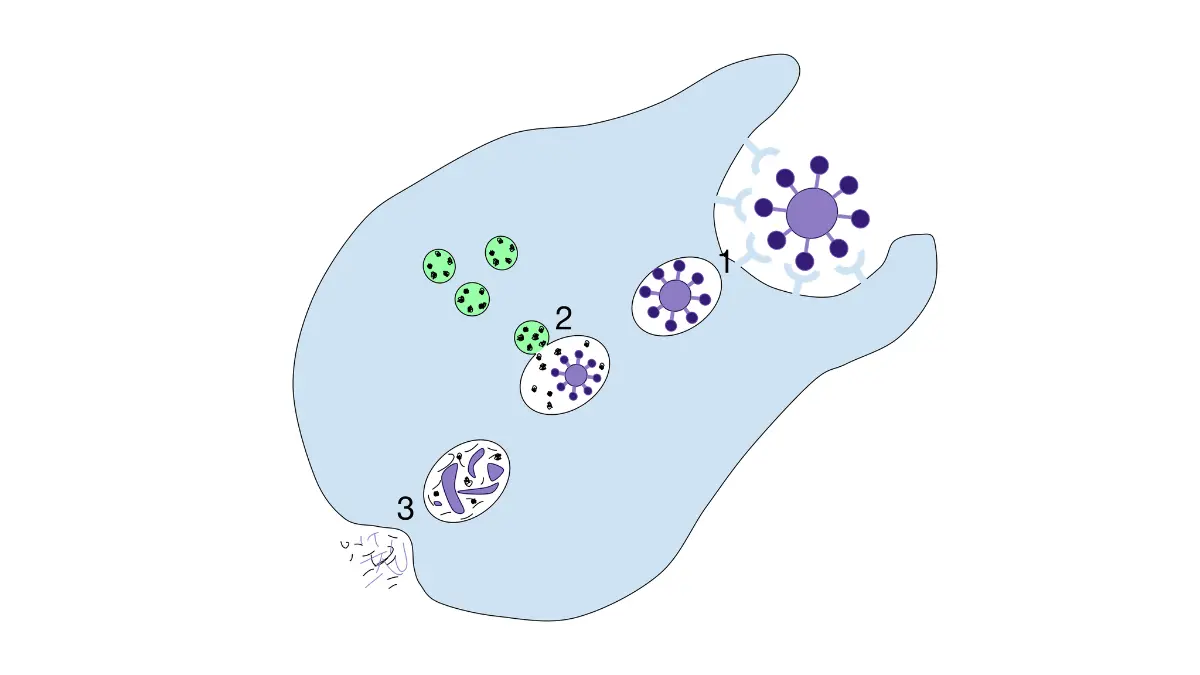 An immunity vector chart showing the stages of phagocytosis where cells engulf pathogens, illustrating what fails during periods of Low Neutrophils.