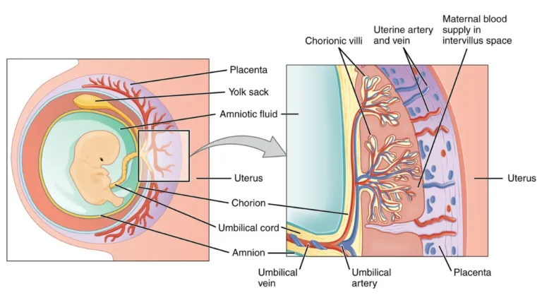 Cross-section diagram of placental villi and intervillous space illustrating CMP in pregnancy dilution effects