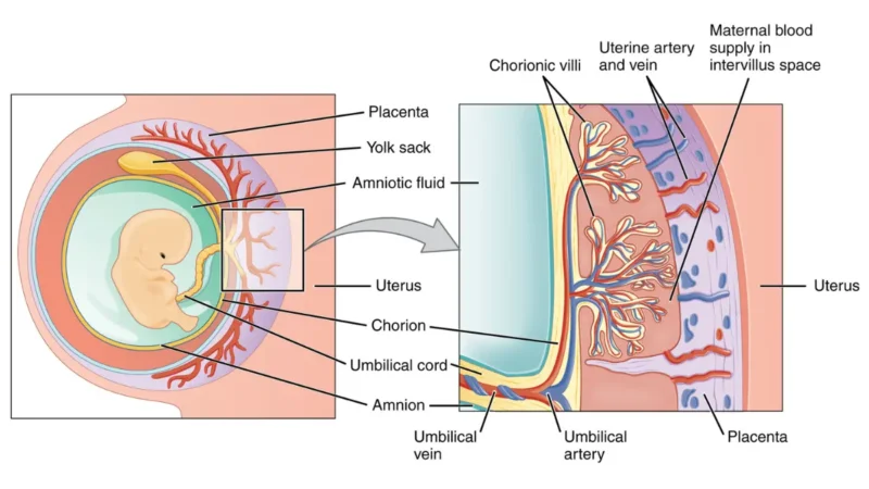 Cross-section diagram of placental villi and intervillous space illustrating CMP in pregnancy dilution effects